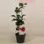 Kamelie – Camellia japonica 'Lady Campbell' – ↕ 45 cm – Ø 15 cm