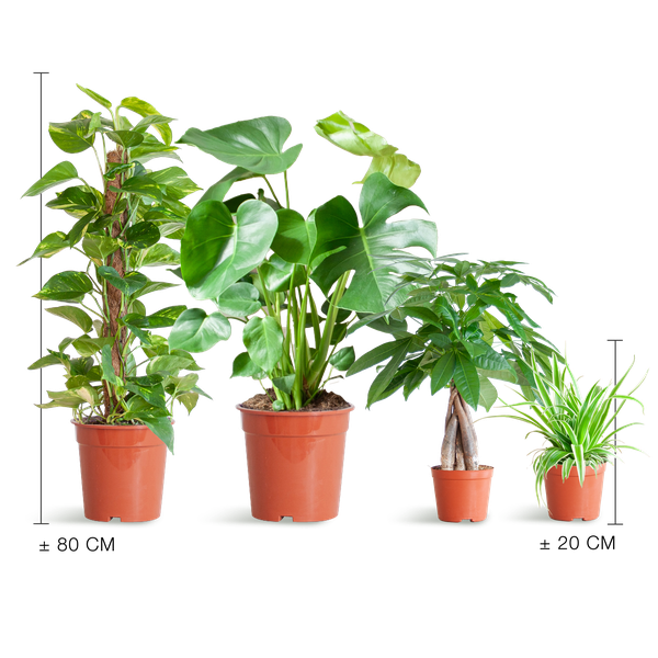 4x Pflegeleichte Zimmerpflanzen - Grünlilie, Glückskastanie, Efeutute & Monstera - ↕ 25–80 cm - Ø 12–21 cm