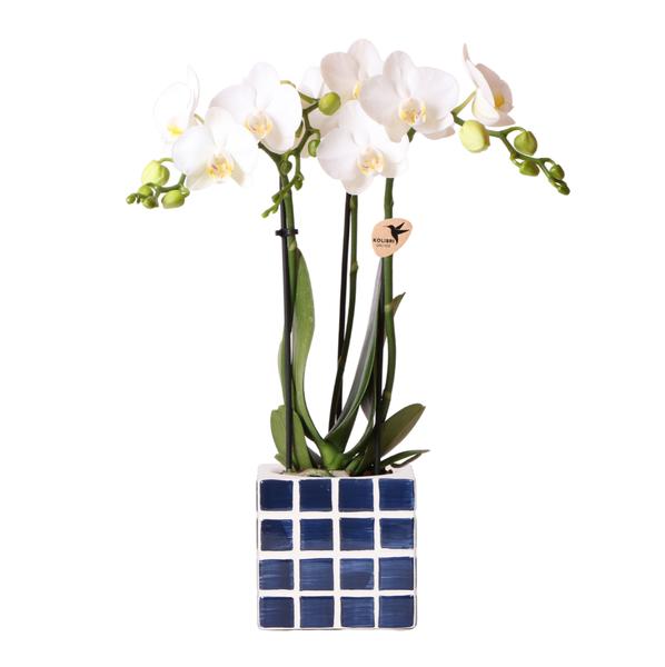 Nachtfalterorchidee weiß – Phalaenopsis Orchidee – Amabilis – ↕ ca. 35–45 cm – Ø 9 cm | Mosa-Ziertopf Blau