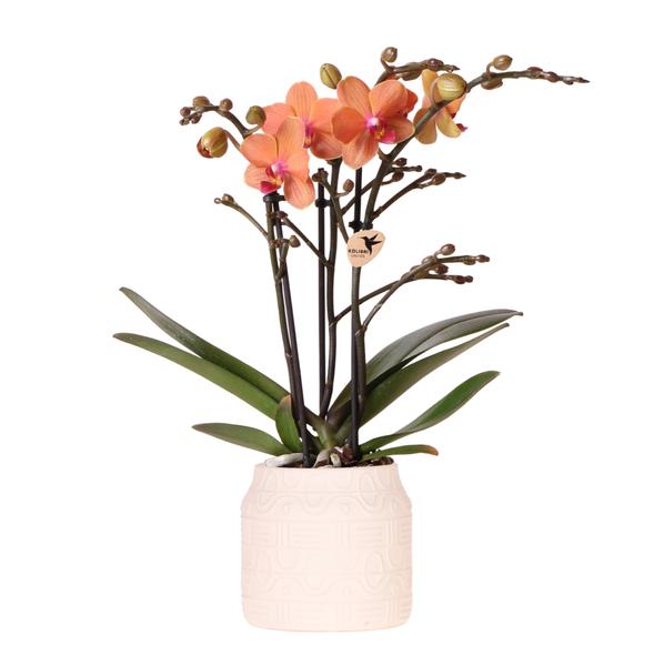 Nachtfalterorchidee - Orange Orchidee Bolzano - ↕ 40 cm - Ø 9 cm | Hieroglyph Ziertopf Off White