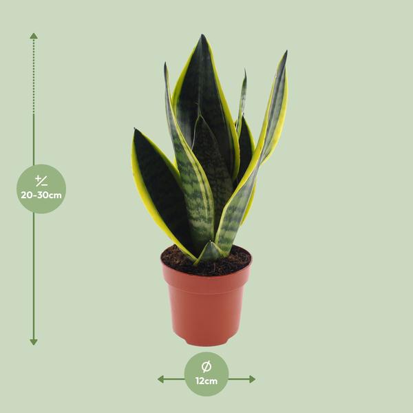 Bogenhanf - Sansevieria Futura Superba - ↕ 30 cm - Ø 12 cm