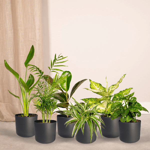 Überraschungsbox – 10 Zimmerpflanzen-Mix – ↕ 25 cm – Ø 12 cm