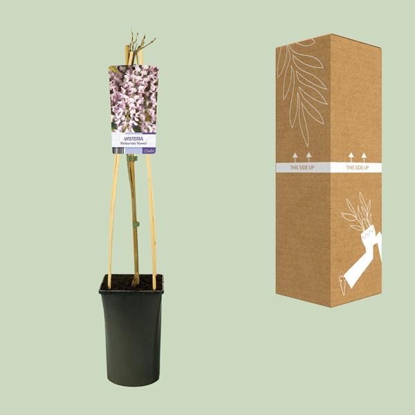 Glyzinie – Wisteria floribunda 'Rosea' +light Label – ↕ 65 cm – Ø 15 cm