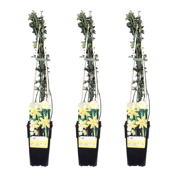 3x Winterjasmin – Jasminum nudiflorum – ↕ 65 cm – Ø 15 cm