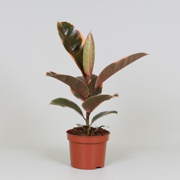 Gummibaum - Ficus Elastica Belize - ↕ 30 cm - Ø 12 cm
