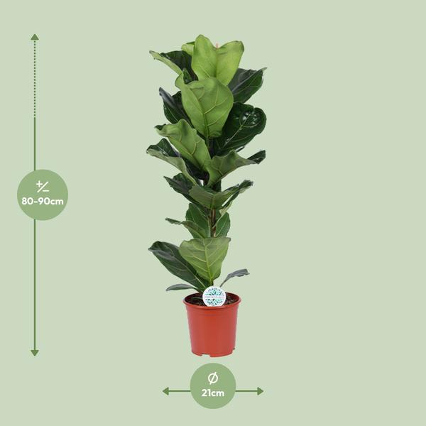 Geigen-Feige - Ficus Lyrata - ↕ 90 cm - Ø 21 cm