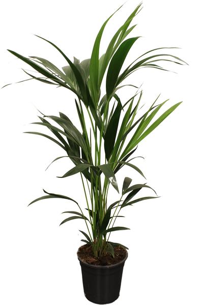 Kentia - Howea Forsteriana - ↕ 100 cm - Ø 21 cm