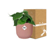Philodendron Scandens - ↕ ca. 20 cm - Ø 14 cm | ELHO Vibes Fold Übertopf rosa