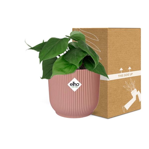 Philodendron Scandens - ↕ ca. 20 cm - Ø 14 cm | ELHO Vibes Fold Übertopf rosa