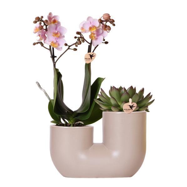 Nachtfalterorchidee rosa – Phalaenopsis Orchidee – Andorra & Sukkulente – ↕ 20–35 cm – Ø 9 cm | Tube-Dekotopf Sandfarben