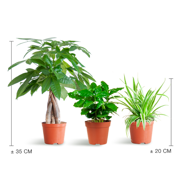 3x Tierfreundliche Zimmerpflanzen - Pachira, Grünlilie & Kaffeepflanze - ↕ 20–35 cm - Ø 12 cm