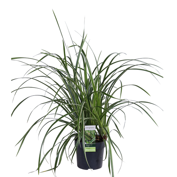 Japan-Segge – Carex morrowii Ice Dance – ↕ 30 cm – Ø 14 cm
