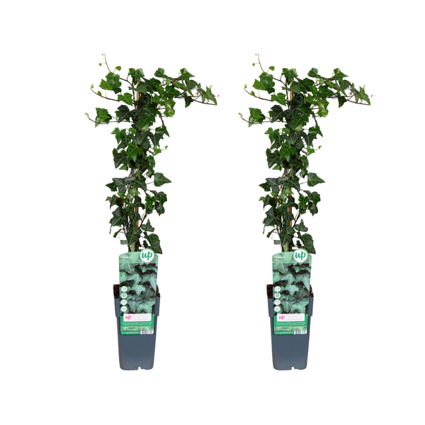 Efeu – Hedera helix – 2 Stück – ↕ 65 cm – Ø 15 cm