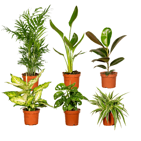 Überraschungsbox – 6 Zimmerpflanzen-Mix – ↕ 25 cm – Ø 12 cm