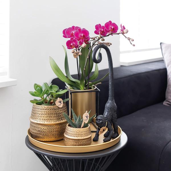 2x Nachtfalterorchidee lila – Phalaenopsis Orchidee – Morelia – ↕ ca. 35–45 cm – Ø 9 cm – COMBI DEAL