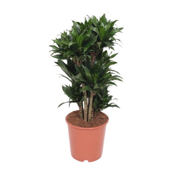 Drachenbaum - Dracaena Compacta - ↕ 80 cm - Ø 24 cm