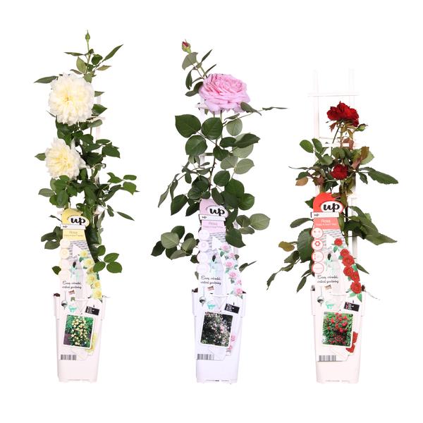 3x Rosen-Mix – Rosa mix – ↕ 65 cm – Ø 15 cm