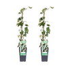 Hedera Dentata Variegata – Weißbunte Kaukasus-Efeu – 2 Stück – ↕ 65 cm – Ø 15 cm