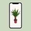 Palmlilie - Yucca Tres Cañas - ↕ 70 cm - Ø 19 cm