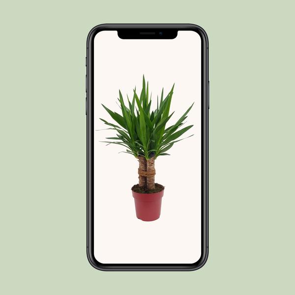 Palmlilie - Yucca Tres Cañas - ↕ 70 cm - Ø 19 cm