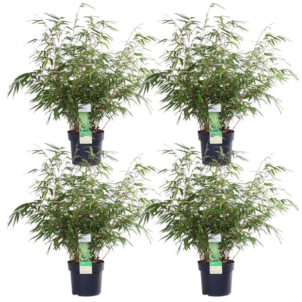 4x Bambus – Fargesia rufa – ↕ 60 cm – Ø 19 cm