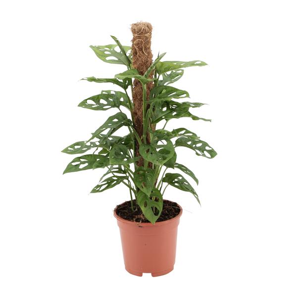 Fensterblatt - Monstera monkey - ↕ 60 cm - Ø 17 cm