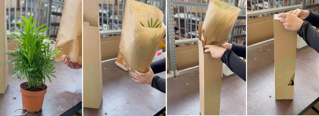 Nachhaltig verpackt – so kommt Ihre Pflanze sicher bei Ihnen an