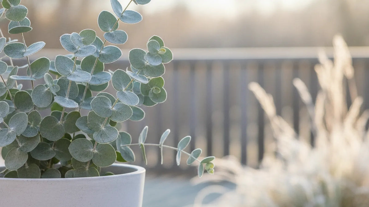 Eukalyptus im Kübel auf der Terrasse im Spätherbst