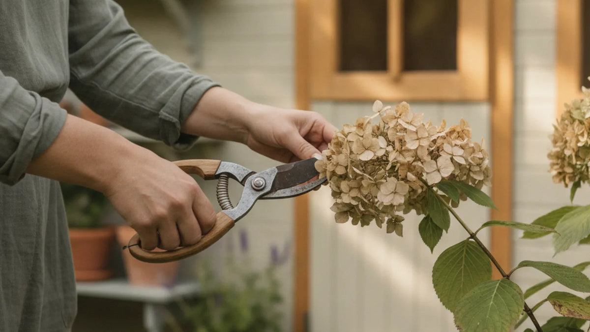 Gärtnerhände schneiden verblühte Hortensienblüten im Garten