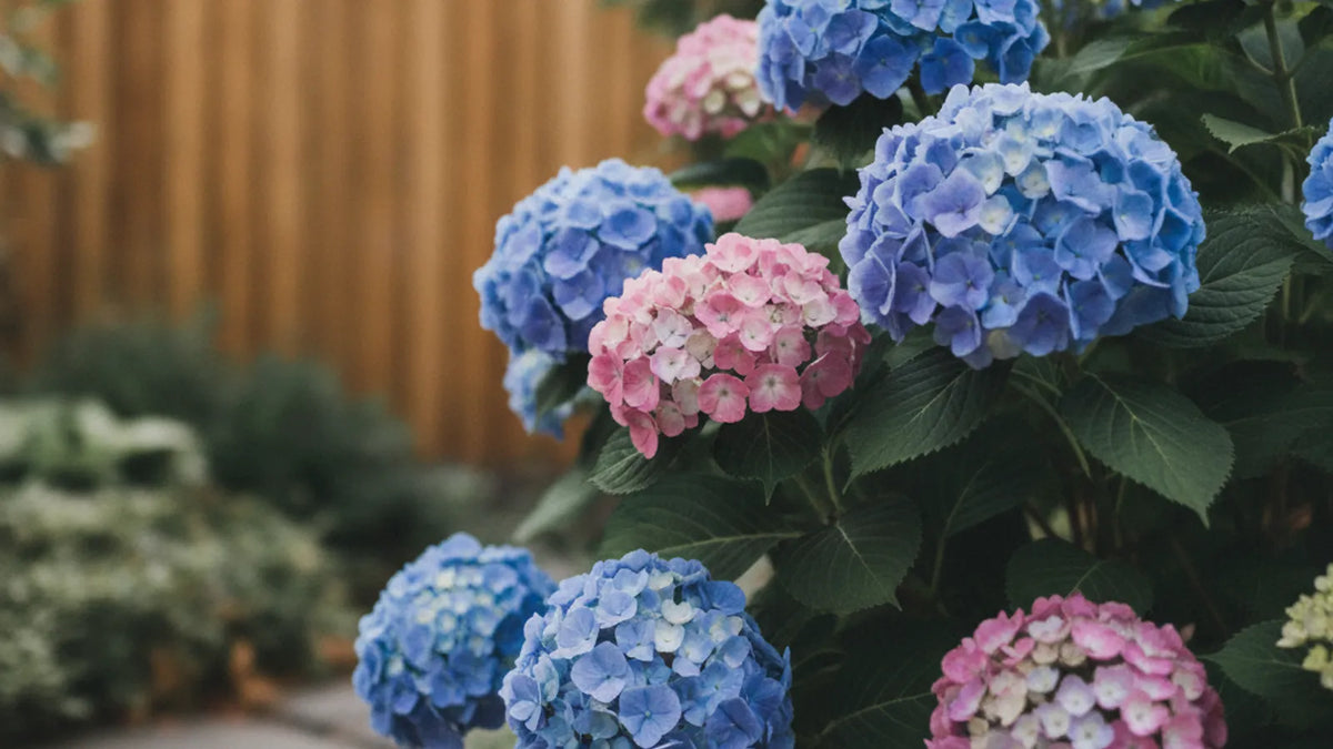 Blühende Hortensie im Halbschatten als Beispiel für den richtigen Standort