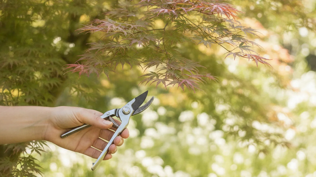 Hand mit Gartenschere prüft einen Ast am Japanischen Ahorn im Garten