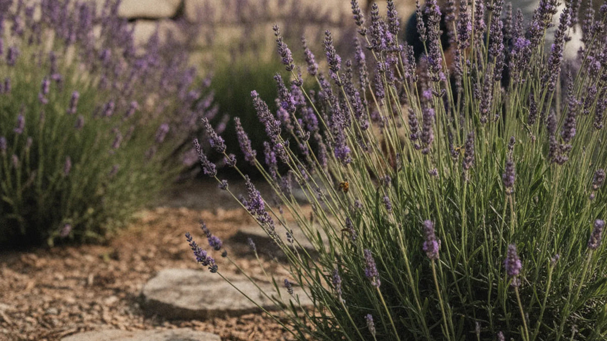 Blühendes Lavendelbeet im sonnigen Garten mit magerem, steinigem Boden