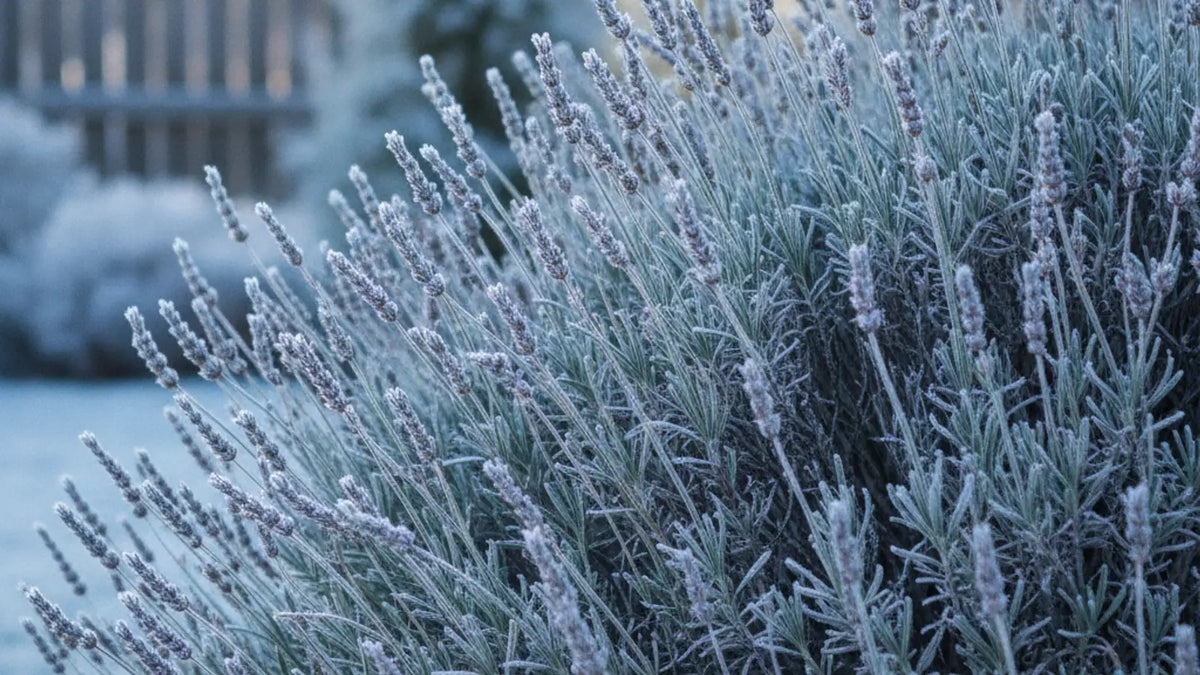 Lavendel im Garten mit leichtem Raureif an einem Wintermorgen