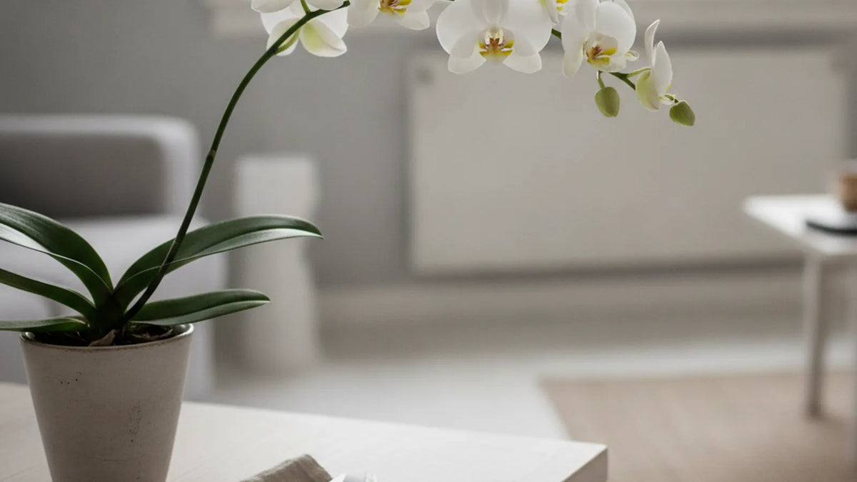Orchidee mit Blütenstiel und Schere bereit zum Schneiden