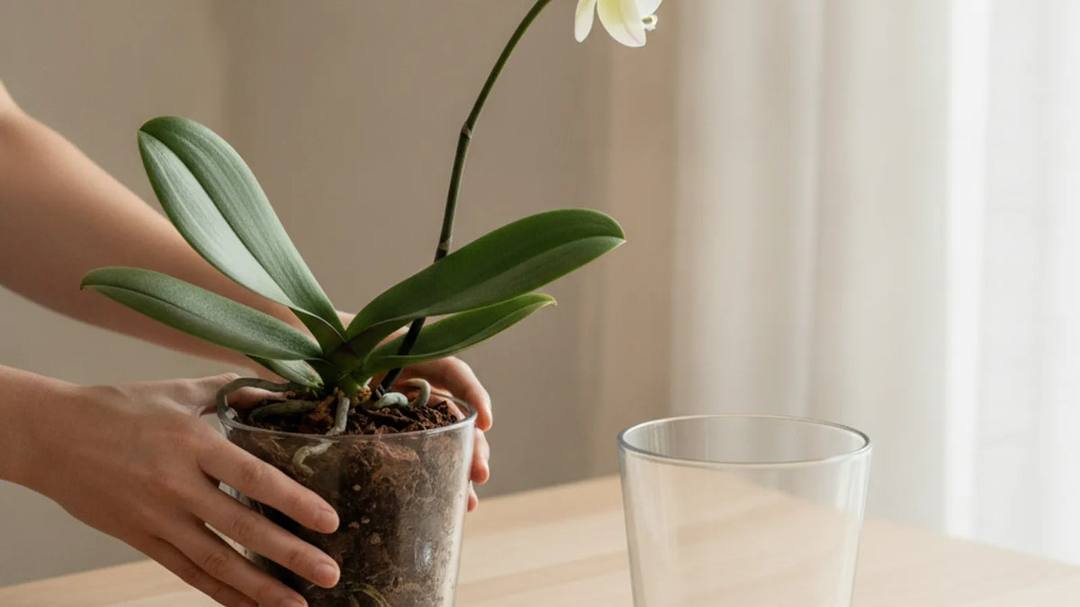 Orchidee wird beim Umtopfen aus dem durchsichtigen Topf gehoben