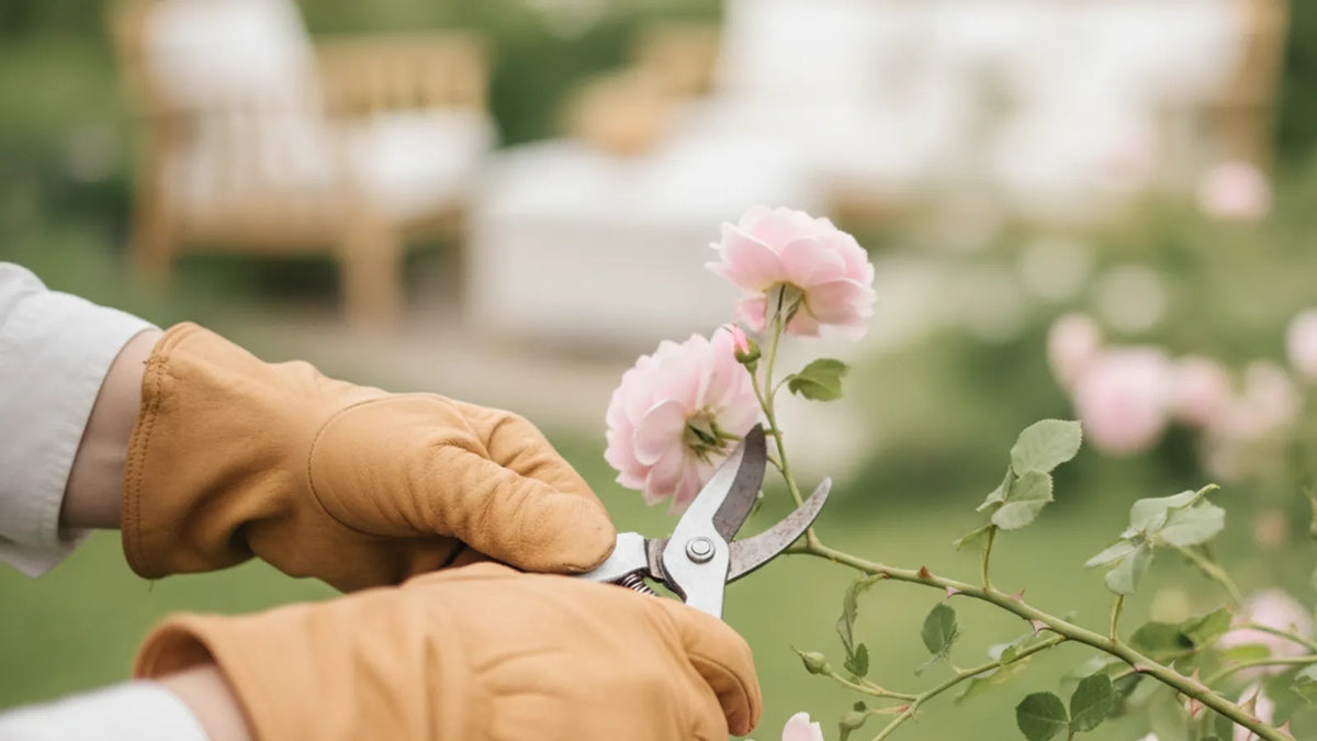 Rosenstrauch wird im Frühjahr mit der Gartenschere zurückgeschnitten