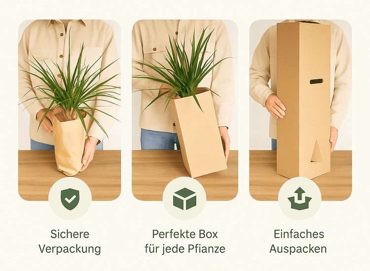 Gnstig auf Rechnung bestellen  Pflanzen online kaufen