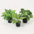Kunstpflanzen-Set „Fensterbank Mini“ – Ufopflanze, Philodendron & Monkey Leaf – Set-Foto (mit KI generiert)