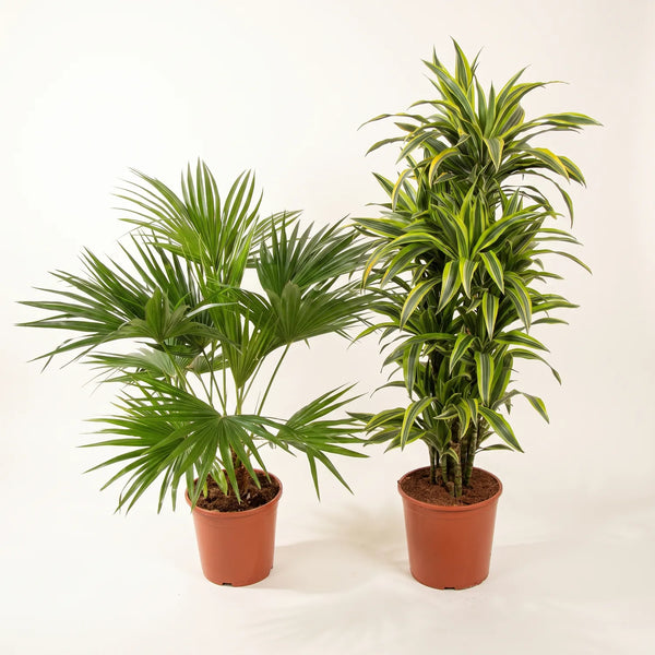 Zimmerpflanzen-Duo „Statement XL“ – Drachenbaum & Fächerpalme 150 cm – Set-Foto (mit KI generiert)