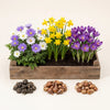 Blumenzwiebel-Set „Frühlingsboten“ – 125 Zwiebeln: Anemone, Narzisse & Krokus – Set-Foto (mit KI generiert)