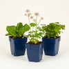 Stauden-Set „Schattengarten“ – Bergenie, Sterndolde & Elfenblume – Set-Foto (mit KI generiert)