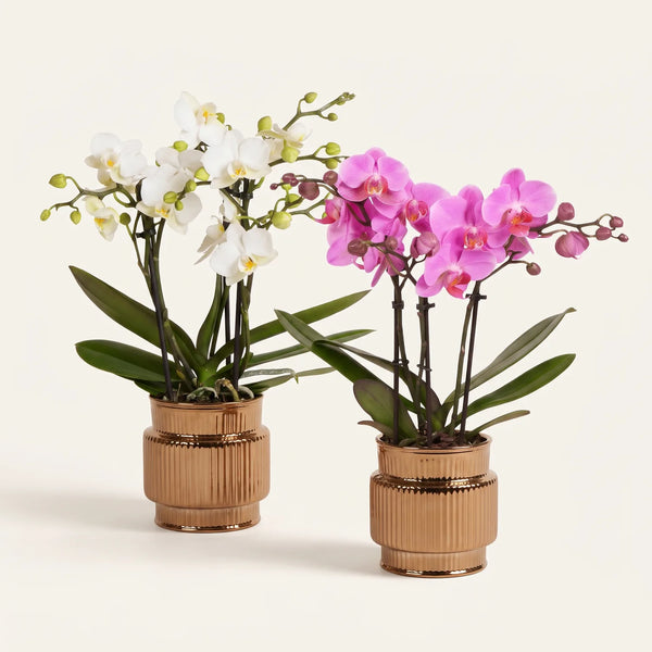 Orchideen-Duo – 2 Schmetterlingsorchideen mit Übertöpfen – Set-Foto (mit KI generiert)