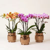 Orchideen-Set – 3 Schmetterlingsorchideen mit Übertöpfen – Set-Foto (mit KI generiert)