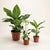 Zimmerpflanzen-Set „Mini-Dschungel“ – Paradiesvogelblume, Monstera & Zwergbanane – Set-Foto (mit KI generiert)