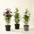 Clematis-Set – 3 Waldreben-Sorten für Zaun & Rankgitter – Set-Foto (mit KI generiert)