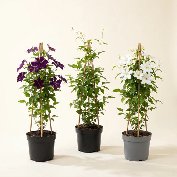 Clematis-Set – 3 Waldreben-Sorten für Zaun & Rankgitter – Set-Foto (mit KI generiert)