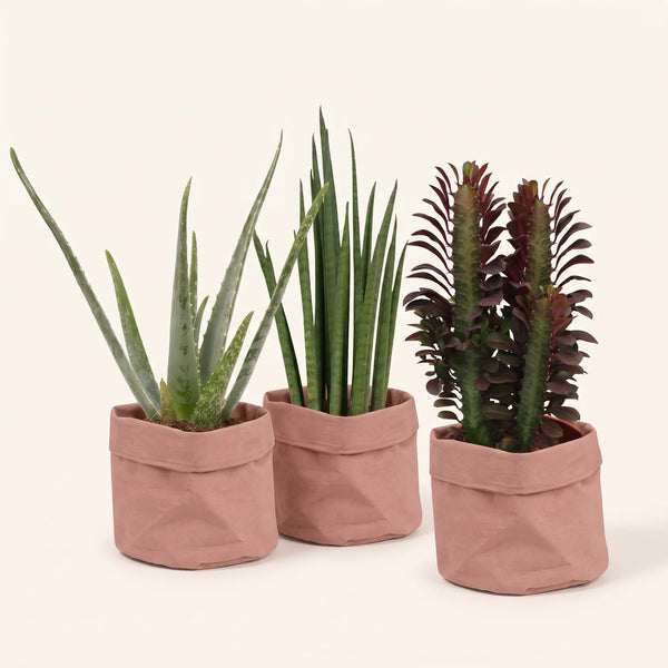 Sukkulenten-Set – Aloe vera, Bogenhanf & Wolfsmilch mit Übertöpfen – Set-Foto (mit KI generiert)