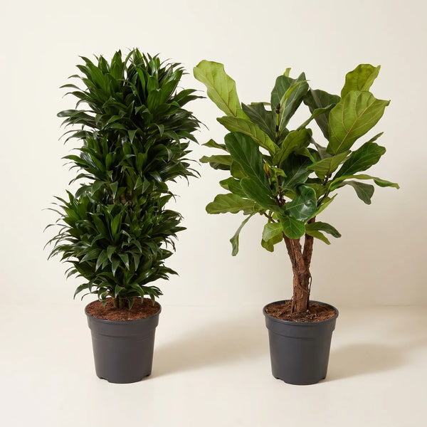 Zimmerpflanzen-Duo „Wohnzimmer“ – Drachenbaum & Geigenfeige 100 cm – Set-Foto (mit KI generiert)
