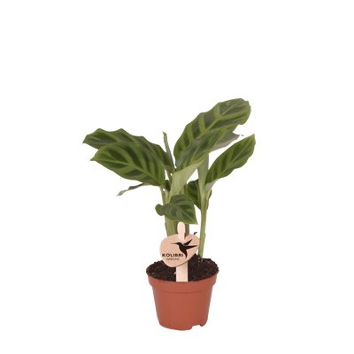 Calathea concinna ‚Freddie‘