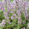 Echter Thymian – Thymus vulgaris – Ansicht 8